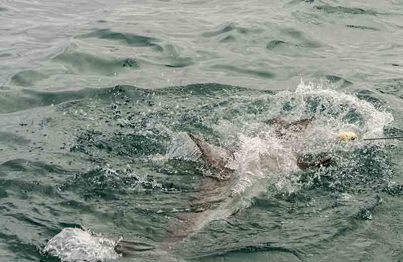11 - Tiburon Blanco - Gansbaai - Sudafrica